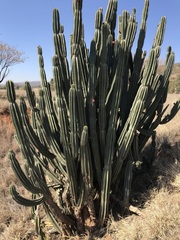 Cereus jamacaru