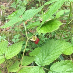 Rubus idaeus