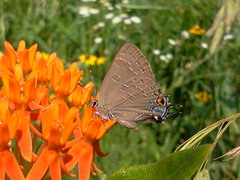 Satyrium caryaevorus