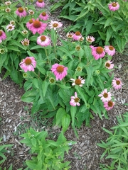 Echinacea purpurea