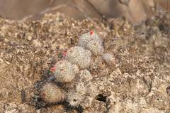 Mammillaria haageana meissneri