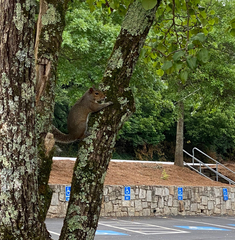 Sciurus carolinensis