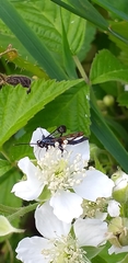 Synanthedon myopaeformis