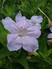 Ruellia