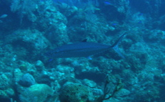 Scomberomorus regalis