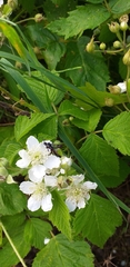 Synanthedon myopaeformis