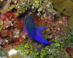 Gramma melacara