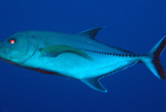 Caranx lugubris