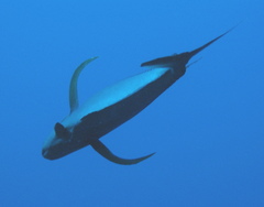 Caranx lugubris
