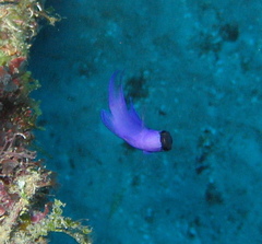 Gramma melacara
