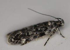 Chionodes bicostomaculella