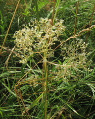 Valeriana rossica