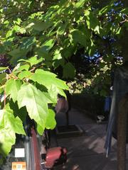 Acer rubrum