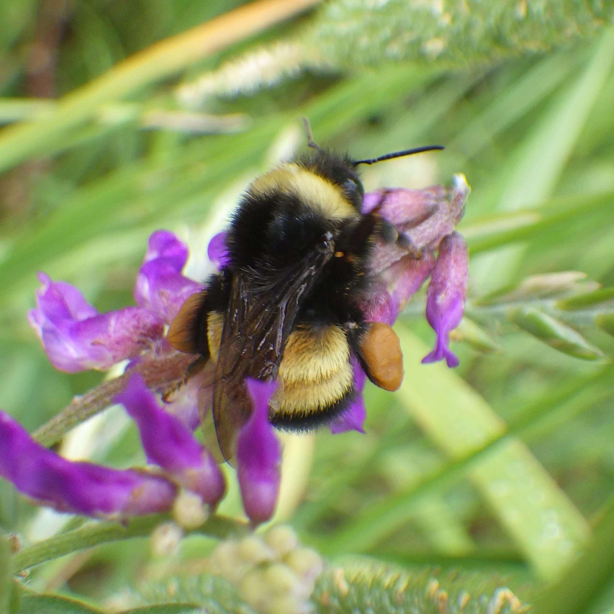 Abelhões (género Bombus) · BioDiversity4All