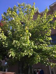 Acer rubrum