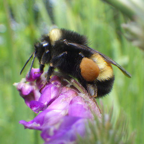 Yellow-banded Bumble Bee (Bombus terricola), a species recorded in Maine