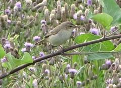 Iduna caligata