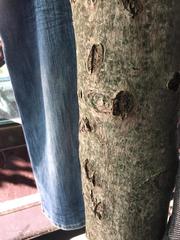 Acer rubrum