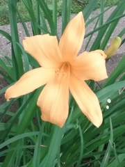 Hemerocallis