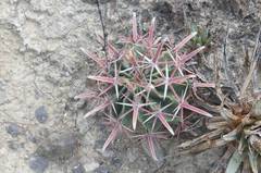 Ferocactus recurvus