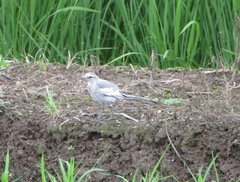Motacilla alba lugens