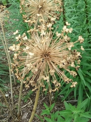 Allium