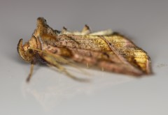 Pseudeva purpurigera