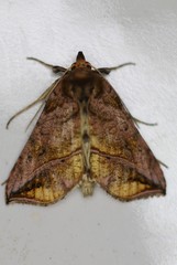 Pseudeva purpurigera