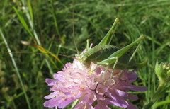 Poecilimon intermedius