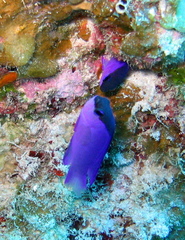 Gramma melacara