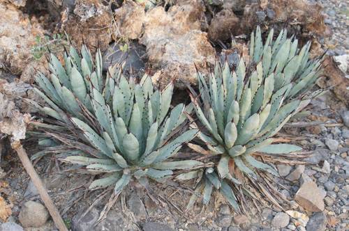 Agave macroacantha