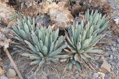 Agave macroacantha