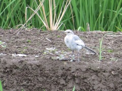 Motacilla alba lugens