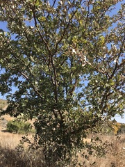 Terminalia brachystemma