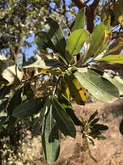 Terminalia brachystemma