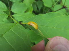 Puccinia sparganioidis
