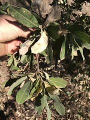 Terminalia brachystemma