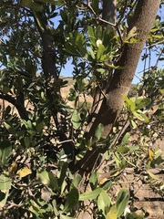 Terminalia brachystemma
