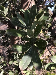 Terminalia brachystemma