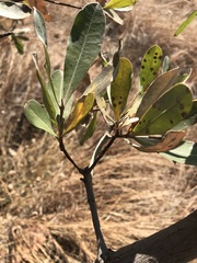 Terminalia brachystemma
