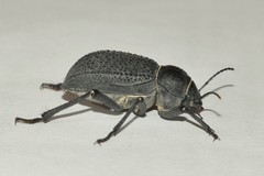 Trigonoscelis gemmulata