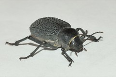 Trigonoscelis gemmulata