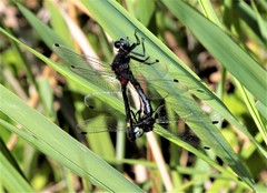 Leucorrhinia orientalis