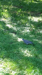 Columba palumbus