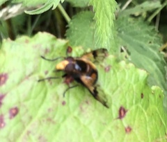 Volucella inflata
