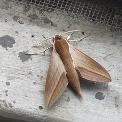 Theretra alecto