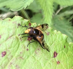 Volucella inflata