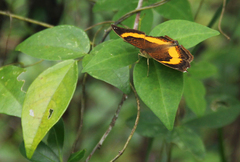Junonia elgiva