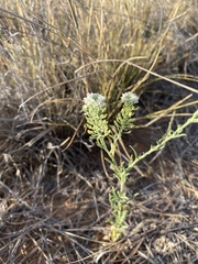 Lepidium thurberi