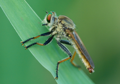 Cophinopoda